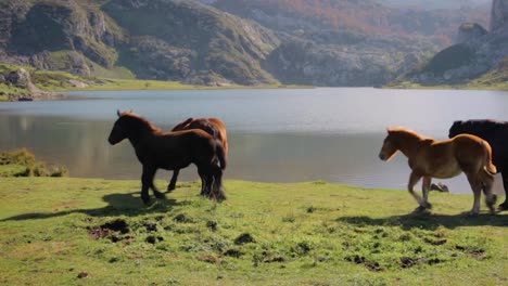 Horses-grazing-and-trotting