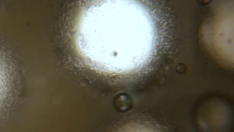 Célula-de-levadura-de-florecimiento-bajo-el-microscopio.