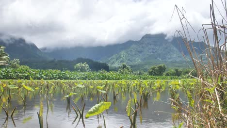 Dragonfly-Flying-Taro-Field-Wetlands-Hanalei-Kauai-Hawaii