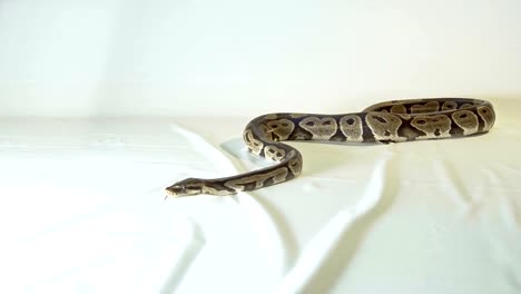 Royal-or-Ball-Python-snake