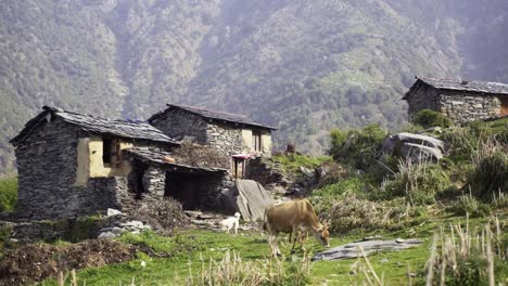 Cow-grazing-near-houses