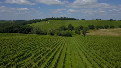 Luftaufnahme,-die-schöne-Landschaft-Bordeaux-Weinberg-bei-Sonnenaufgang,-Film-von-Drohne-im-Sommer