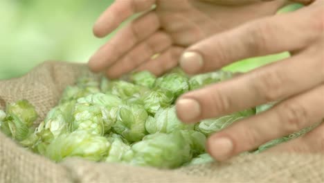 Man-taking-hops-from-the-linen-bag-on-the-plantation-in-slow-motion-180fps