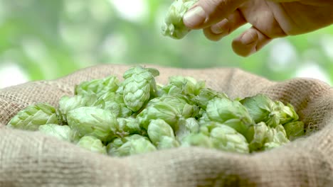 Man-checking-hops-on-the-plantation-in-4k-slow-motion-60fps