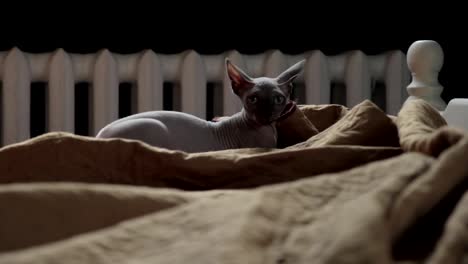 Sphinx-Cat-Plays-Crazy-on-bed