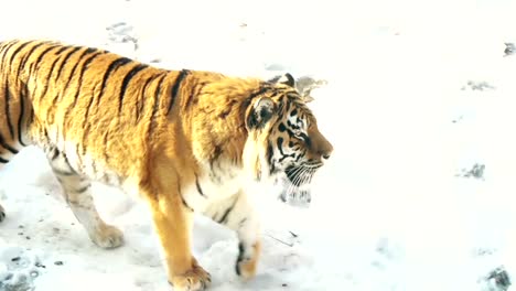 Siberian-tiger-walking