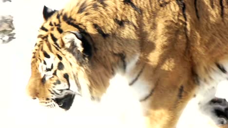 beautiful-Siberian-tiger-walking-on-snow