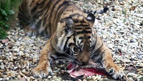 Tiger-sumatran-eating-his-lunch,-Panthera-tigris-sumatrae