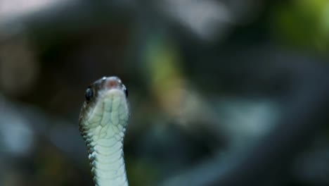 Oriental-rat-snake