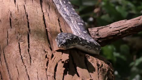 Reptiles-serpientes-salvajes-en-selva-diamante-Python