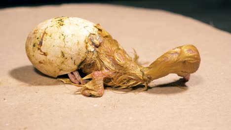 Half-hatched-duckling-is-slightly-moving-in-the-eggshell