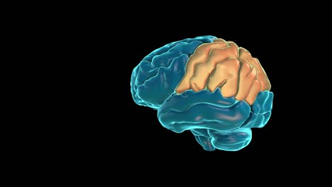 BRAIN-Parietal-lobe