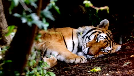 Tiger-resting