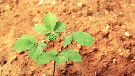 Incline-hacia-abajo-de-la-toma-de-una-planta-de-ginseng-jóvenes-en-la-cultura