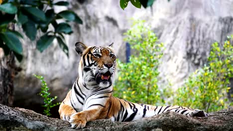 Die-Bengal-Tiger,-die-Ruhe-im-Wald