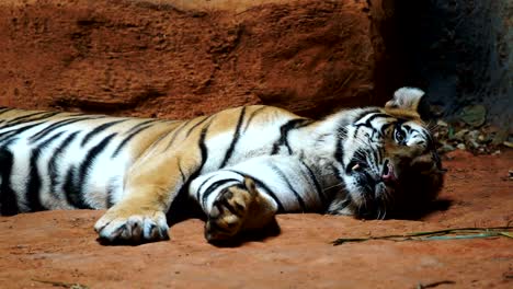 ein-sibirischer-Tiger,-Ruhe-und-Entspannung