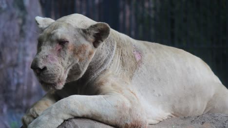 Lion-sick-on-the-rocks.