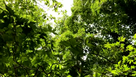 Green-plane-tree-leaves