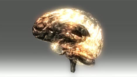 Human-Brain-Animation