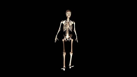 Digital-3D-Animation-of-a-posing-Skeleton