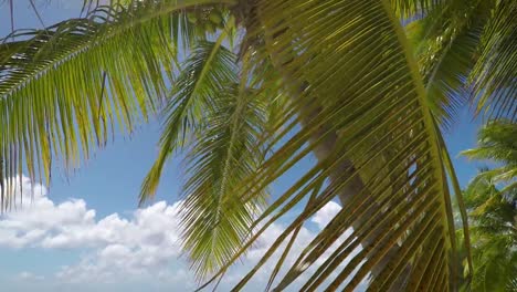 Palm-Tree-with-Coconuts