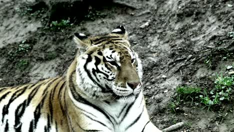 Bengal-tiger-sitting,-close-up