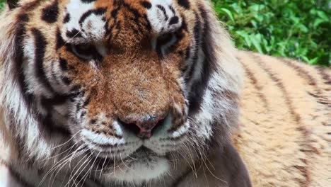 Tigres-en-bosque