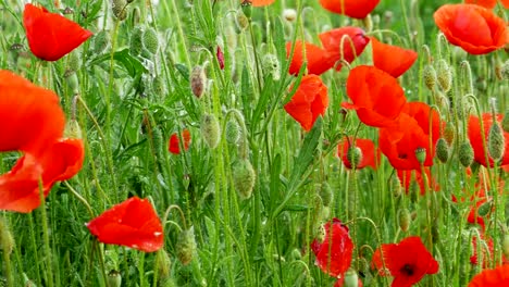 Símbolo-de-la-primera-guerra-mundial:-amapolas-de-flores-rojo-y-alambre-de-púas