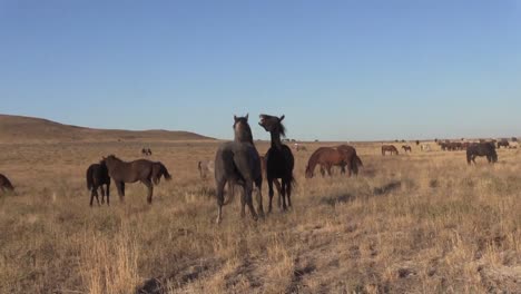 Wild-Horses-Sparring