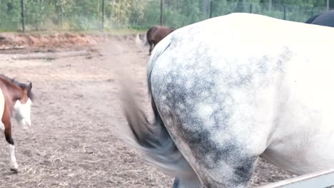 Pferd-schlägt-einen-Schweif-auf-den-Körper,-winken-von-Insekten.