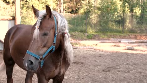 Caballos-pastando-en-la-pradera.