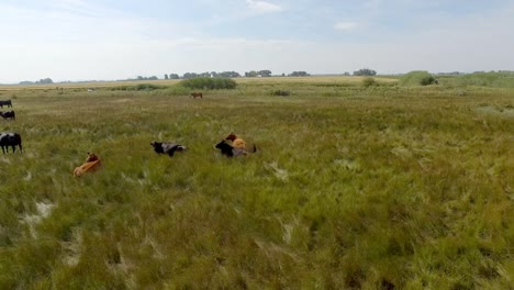 Abejón-aéreo-paso-elevado-ganado-y-caballos-en-campo