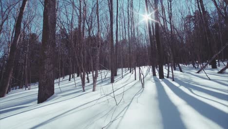 Ver-desplazamiento-lento-del-bosque-deshojado-invierno-cubierto-de-nieve-hermosa.-Día-soleado