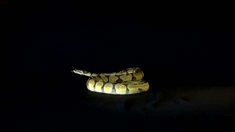 Royal-or-Ball-Python-snake