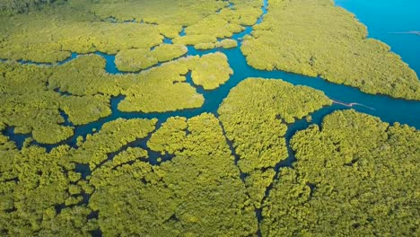 Mangrovenwald-in-Asien