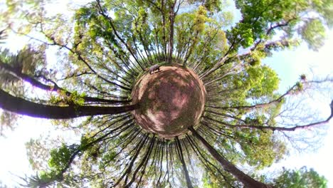 rainforest-with-large-trees