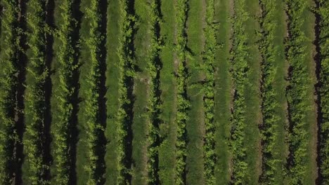 Aerial-view-beautiful-landscape-Bordeaux-Vineyard-at-sunrise,film-by-drone-in-summer