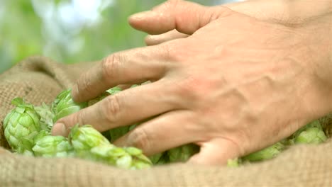 Man-taking-hops-from-the-linen-bag-on-the-plantation-in-slow-motion-180fps