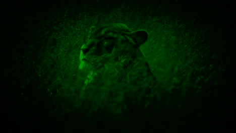 Nightvision-Lion-Turns-Around-In-Swaying-Grass