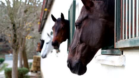 Horses-in-the-stables