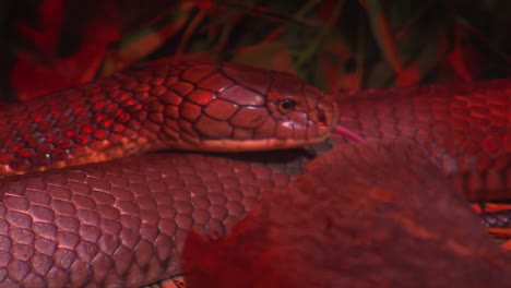 Schlangen---King-Cobra-Fütterung