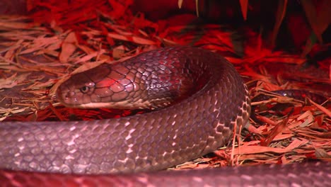 Snakes---King-Cobra-Feeding