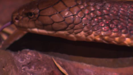 Snakes---King-Cobra-Feeding