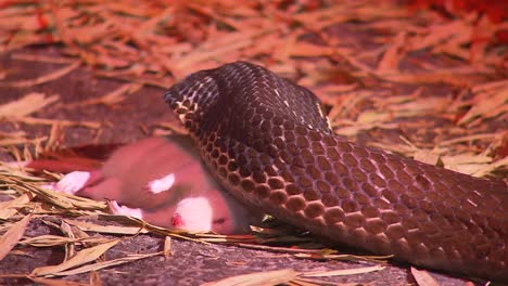 Schlangen---King-Cobra-Fütterung