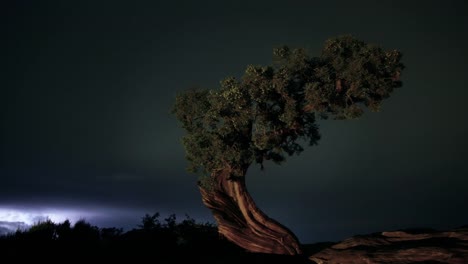 Thunderstorm-Passes-Behind-Old-Cypress-Tree