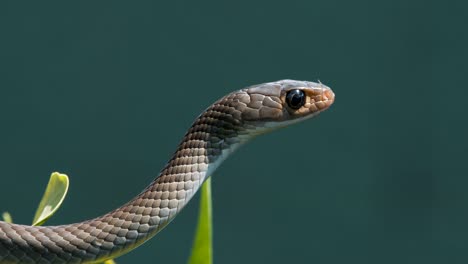 Serpiente-rata-oriental