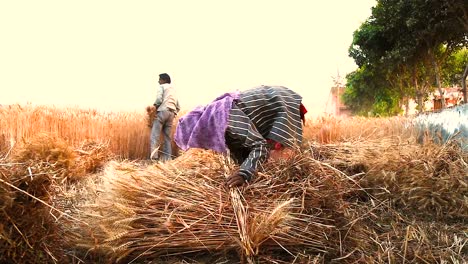 woman-making-bundles-of-wheat-in-field