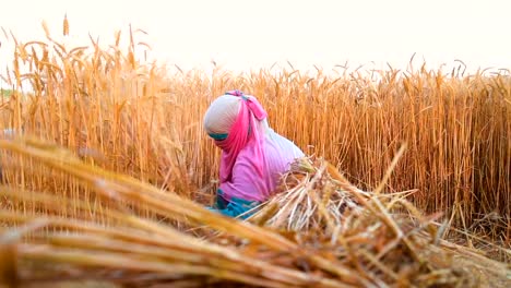 Couple-Women-Cutting-wheat-with-sickle