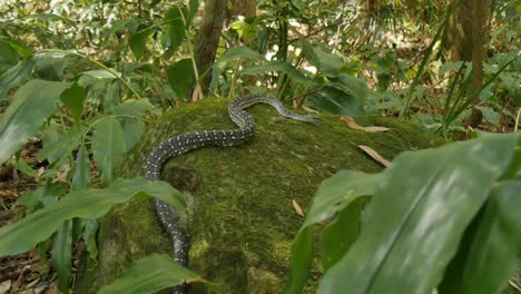 Snake-reptile-serpent-in-tree-Diamond-Python