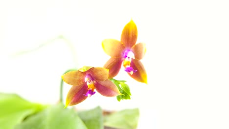 Schöne-seltene-Orchidee-im-Topf-auf-der-Hintergrund-jedoch-unscharf